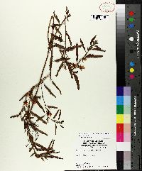 Chamaecrista fasciculata var. fasciculata image