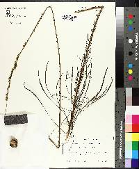 Lacinaria graminifolia image