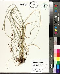 Rhynchospora glomerata image