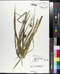 Carex lonchocarpa image