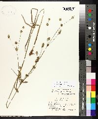 Juncus polycephalus image