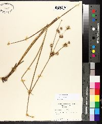 Juncus polycephalus image