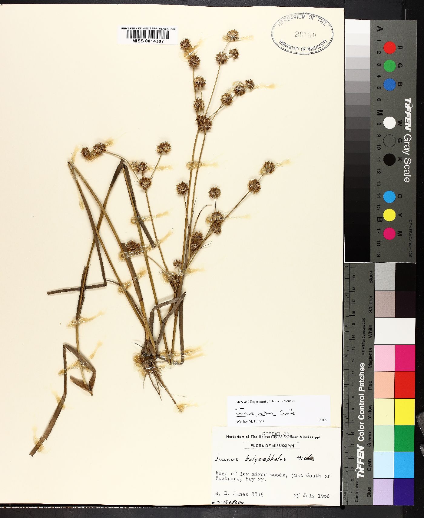 Juncus validus image