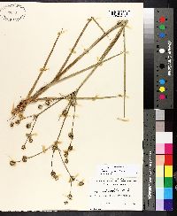 Juncus polycephalus image