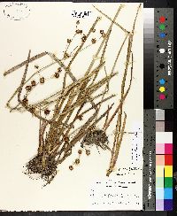 Juncus polycephalus image