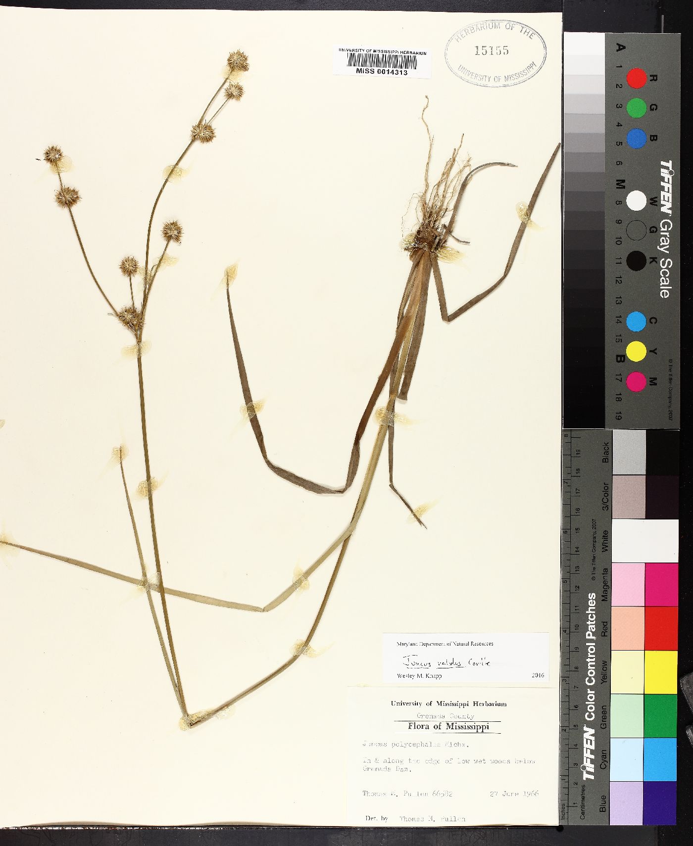 Juncus validus image