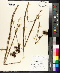 Juncus polycephalus image