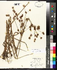 Juncus polycephalus image