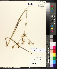 Juncus polycephalus image