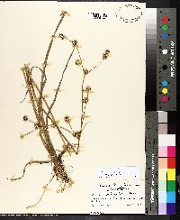 Juncus polycephalus image