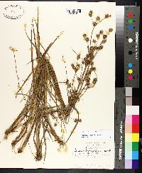 Juncus validus image