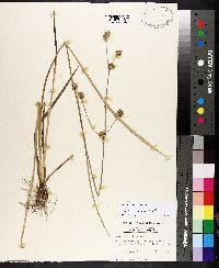 Juncus polycephalus image