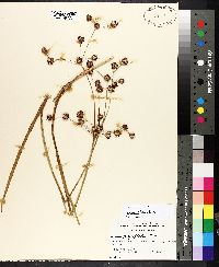 Juncus polycephalus image