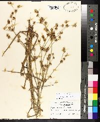 Juncus validus image