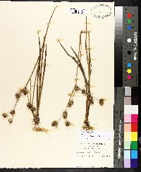 Juncus polycephalus image