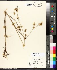 Juncus validus image