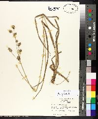 Juncus validus image