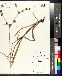 Juncus polycephalus image