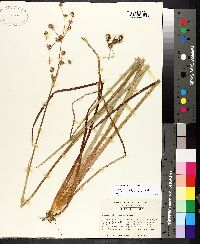 Juncus polycephalos image