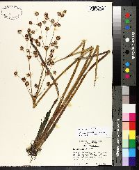 Juncus polycephalus image