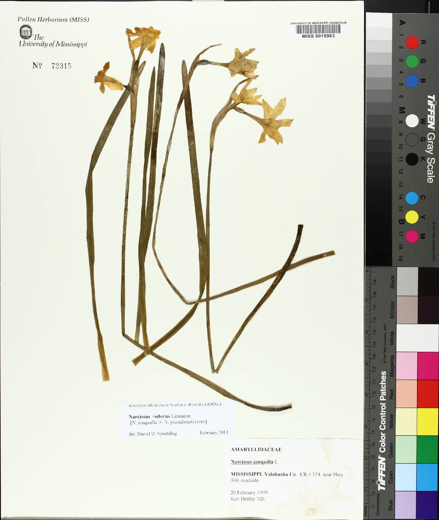 Narcissus odorus image