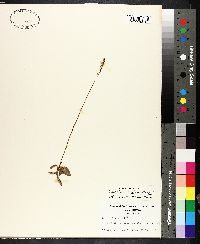 Spiranthes grayi image