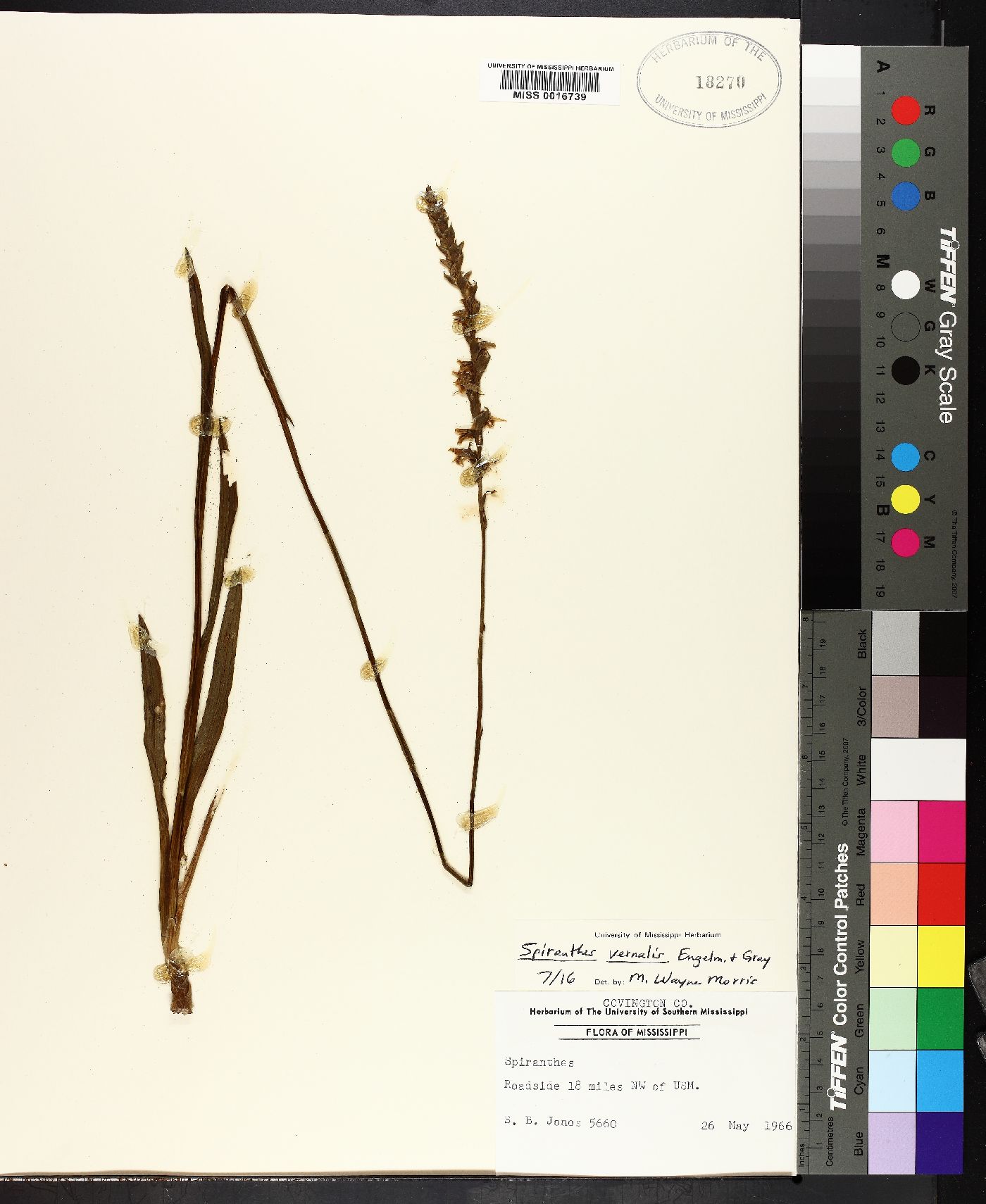 Spiranthes vernalis image