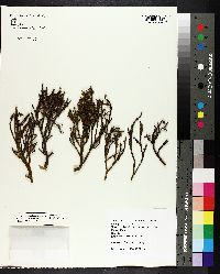 Phoradendron juniperinum image