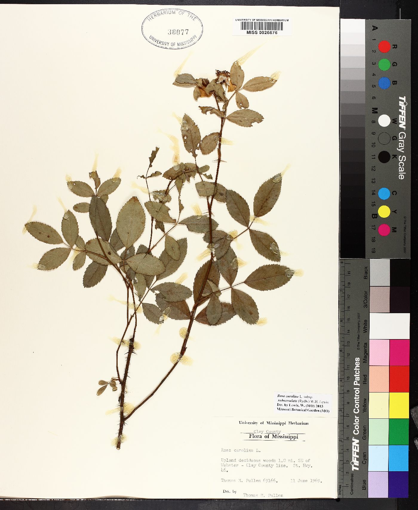 Rosa carolina subsp. subserrulata image