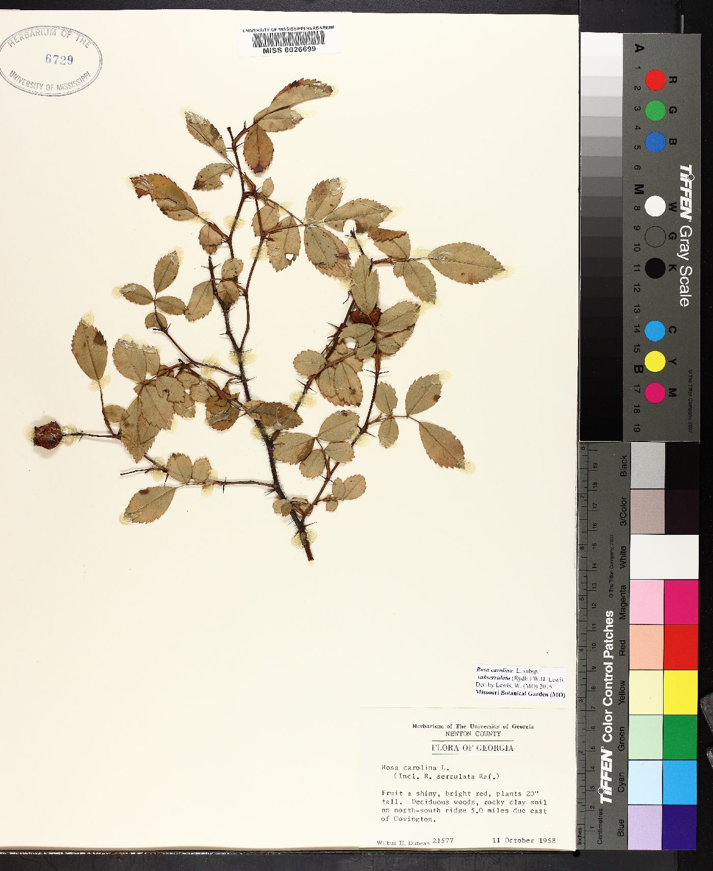 Rosa carolina subsp. subserrulata image