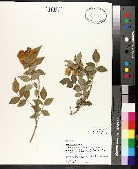 Rosa luciae image