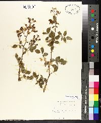 Rosa multiflora image