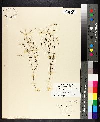 Polygala verticillata image