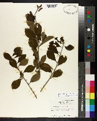 Ilex ambigua image