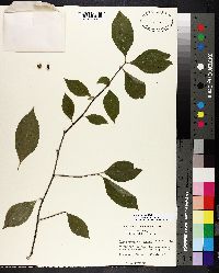 Ilex ambigua image