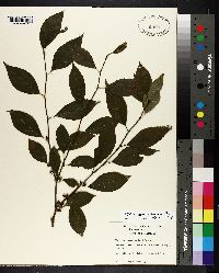 Ilex ambigua image