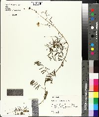 Mimosa microphylla image