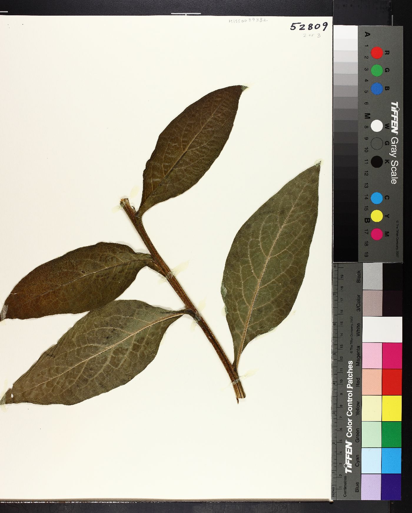 Symphytum officinale image