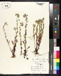 Image of Phacelia strictiflora