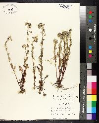 Phacelia strictiflora image