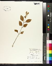 Image of Scutellaria pseudoserrata