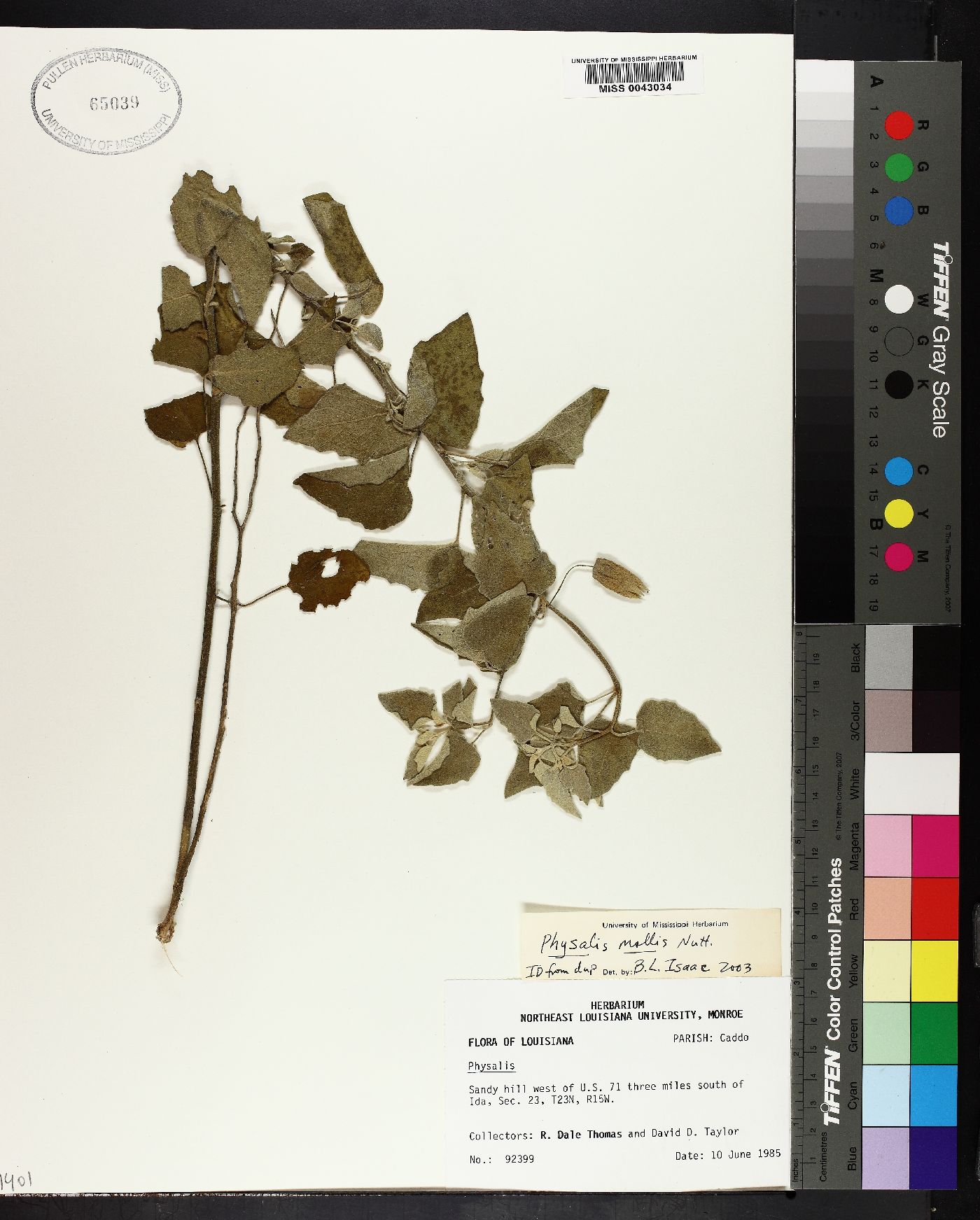 Physalis mollis image