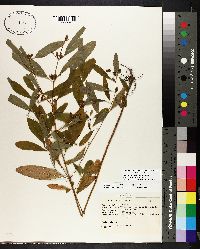 Hypericum walteri image