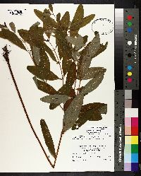 Hypericum walteri image