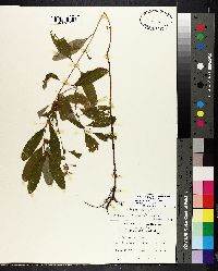 Hypericum walteri image