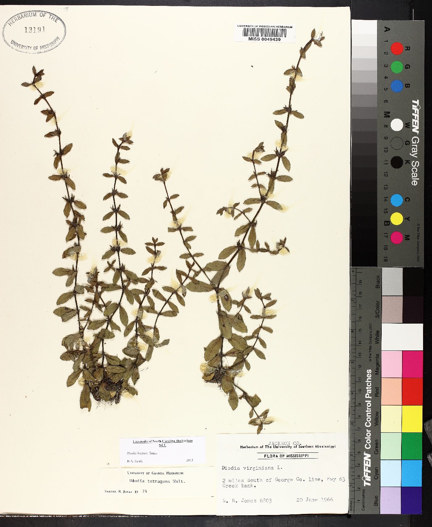 Diodia tetragona image