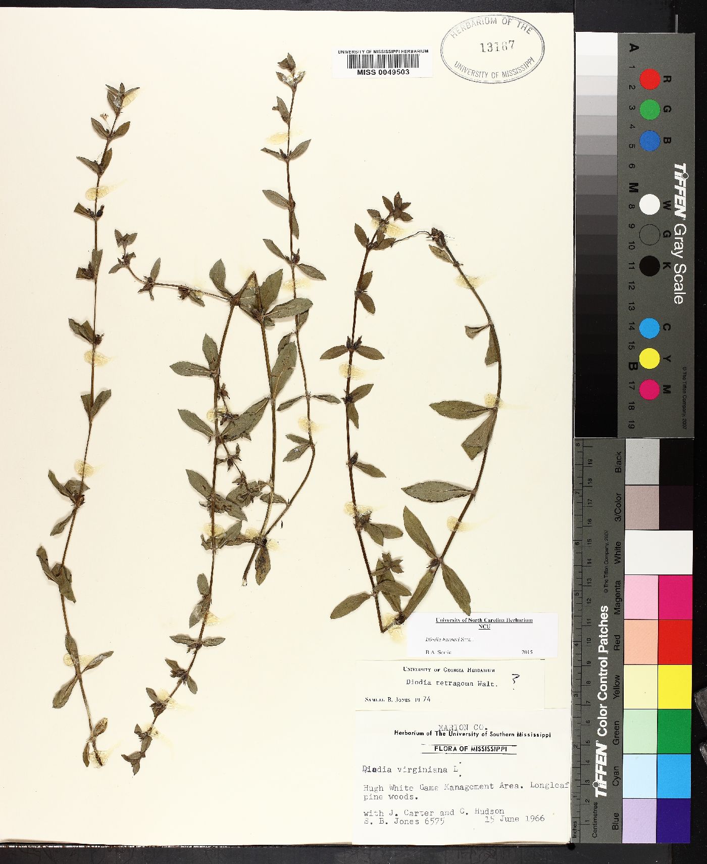 Diodia tetragona image