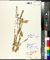 Lobelia appendiculata image