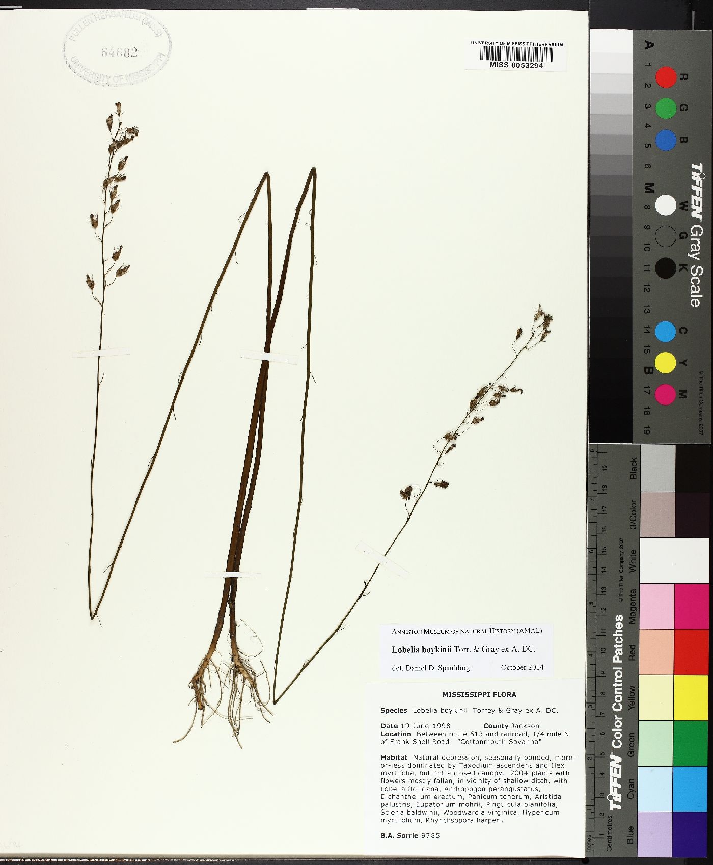 Lobelia boykinii image