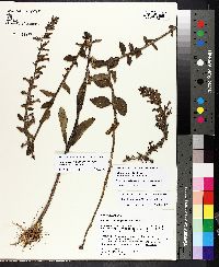 Lobelia georgiana image